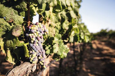 A Taste of Sardinia Winery Tour